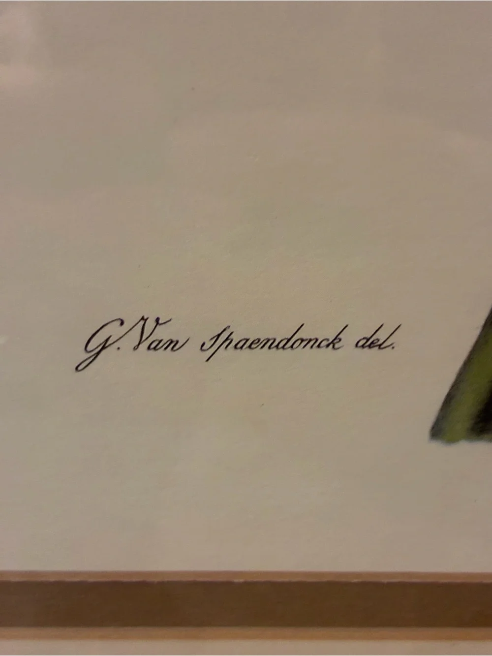 Gerard Von Spaendonck pavot cultive